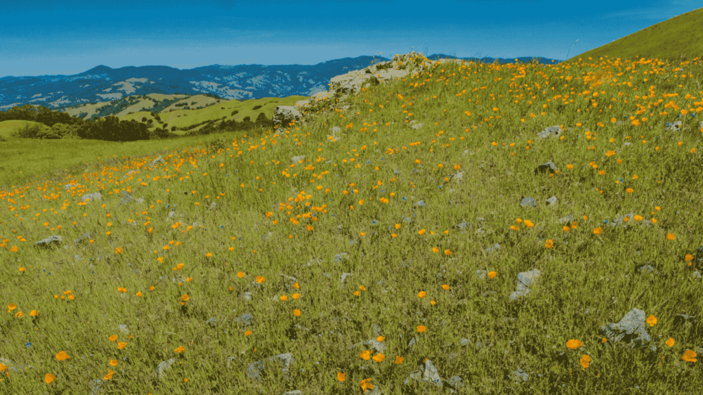 A beautiful flower covered hillside in Santa Rosa, California.