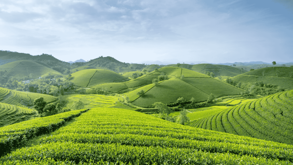 A rolling hillside of vineyards in Napa, California.