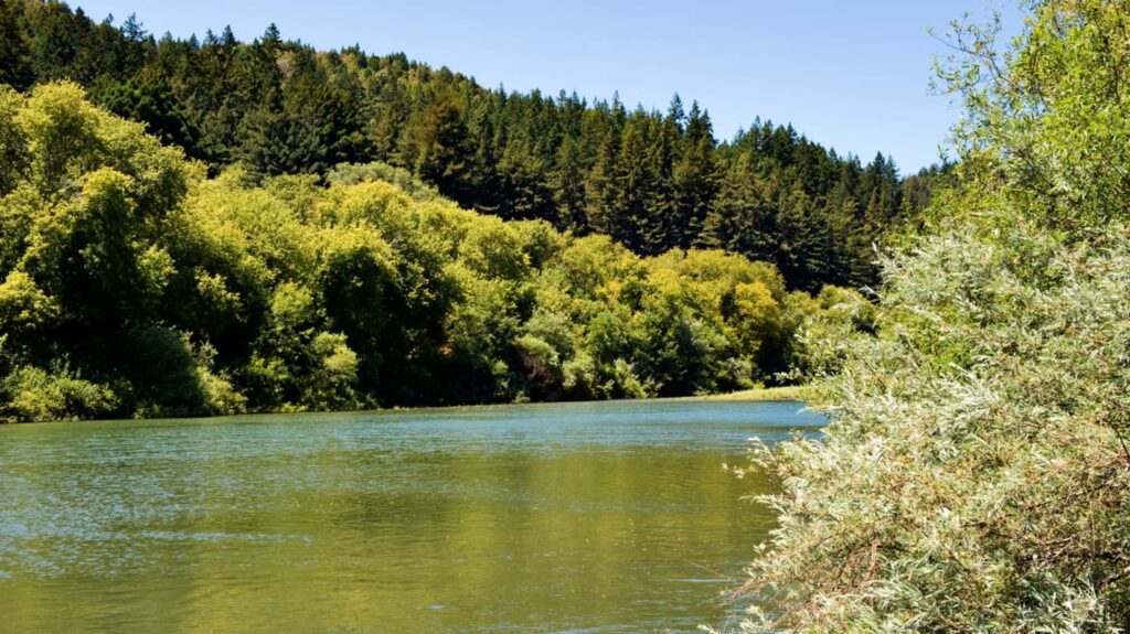 A view of the verdant foliage along the Russian River in Windsor, CA